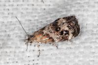 Tebenna micalis