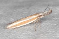 Pleurota aristella