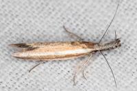 Pleurota aristella