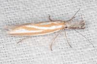 Pleurota honorella/tabelli