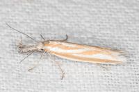 Pleurota honorella/tabelli