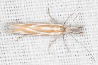 Pleurota honorella/tabelli