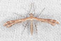 Oxyptilus laetus