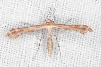 Oxyptilus laetus