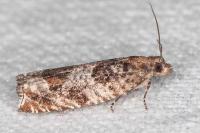 Ancylis achatana