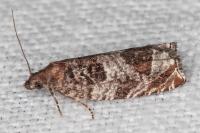 Ancylis achatana