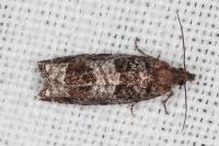 Ancylis achatana