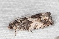 Cydia fagiglandana/splendana