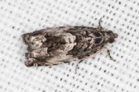 Cydia fagiglandana/splendana