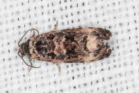Endothenia gentianaeana