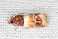 Epinotia festivana