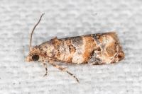 Lobesia botrana
