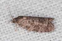 Cnephasia pasiuana