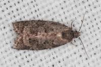Cnephasia pasiuana
