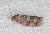 Cnephasia pasiuana