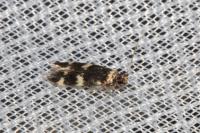 Oegoconia