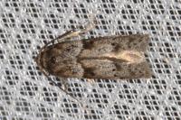 Blastobasis glandulella