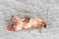 Neocochylis millierana