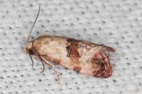Neocochylis millierana