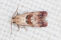 Neocochylis millierana
