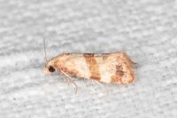 Phalonidia contractana