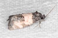 Propiromorpha rhodophana
