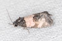 Propiromorpha rhodophana
