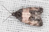Propiromorpha rhodophana