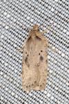 Agonopterix yeatiana