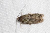 Gelechia muscosella