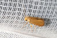 Crassa unitella