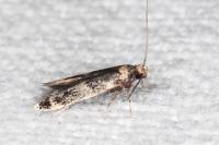 Apatema impunctella
