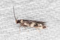 Apatema impunctella