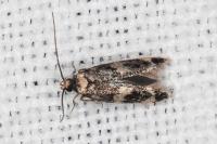 Apatema impunctella