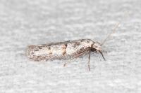 Symmocoides oxybiella