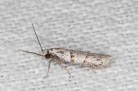 Symmocoides oxybiella