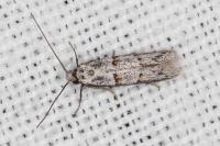 Symmocoides oxybiella