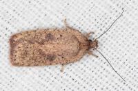 Agonopterix scopariella