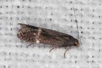 Aproaerema anthyllidella
