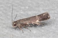 Aproaerema anthyllidella