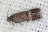 Aproaerema anthyllidella