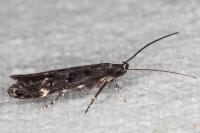 Dichomeris alacella