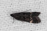 Dichomeris alacella