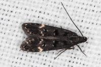 Dichomeris alacella