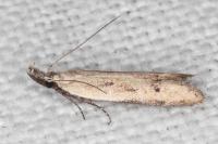 Mesophleps corsicella
