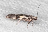 Teleiodes luculella