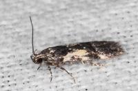 Teleiodes luculella