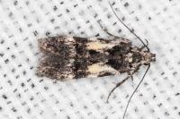 Teleiodes luculella
