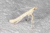 Povolnya leucapennella