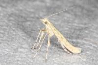 Povolnya leucapennella